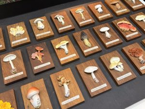 Mathe-Olympiade am Gymbala 2 - Gymnasium Bad Lasphe Pilzausstellung - Gymnasium Bad Lasphe